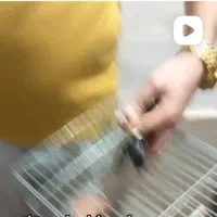 فروش ماده سهره ۶تخم جوجه بزرگ کن