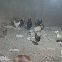مرغ و خروس