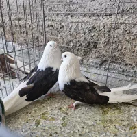 دوکت بلند