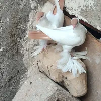 کله دمبی درجه یک