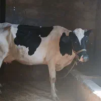 گاو ماده گاو