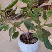 گلدان گل فیکوس آفریقایی