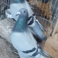 کفتر