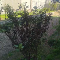 اجاره روزانه/هفتگی/ماهانه منزل ویلایی ۱۰۰ متری|اجارهٔ کوتاه‌مدت آپارتمان و سوئیت|مسجد سلیمان, |دیوار