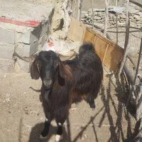 تعدادی چپشت و نری .وغوچ