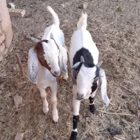 بزصلاله یاآهویی