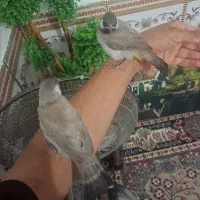 مرغ اهلی