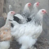 فروش سلطان برهما