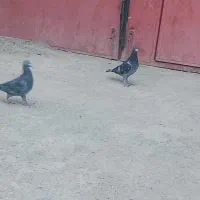 کبوتر سبز