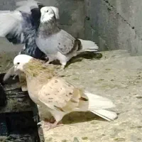 یه بوم کفتر شازده هما سرور سبز سرخ زرد پرش سنگین