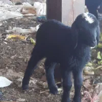 بره ماده