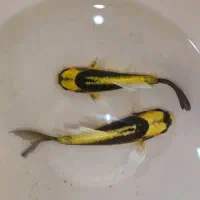 ماهی کوی مایان