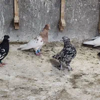 بهبونی رنگی