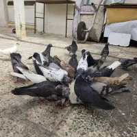 کبوتر|پرنده|چغادک, |دیوار
