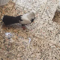 سه تا کبوتر مفت