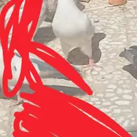 کبوتر