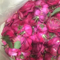 گل محمدی|گل و گیاه طبیعی|تهران, باغ فیض|دیوار