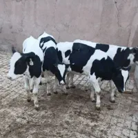 فروش انواع گوساله شیر خوار و قطع شیر