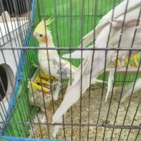 فروش عروس هلندی