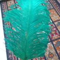 پر شتور مورغ