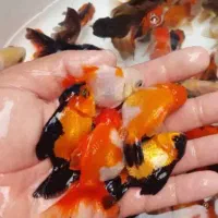 مزرعه ماهی قرمز