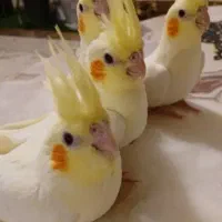 انواع نژادطوطی عروس هلندی سرلاکی تامولد ۱۰۰ تضمینی