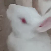 خرگوش