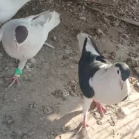 کفتر افغانی