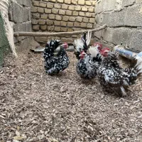 جاپنیز و سابیل پوت