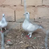 کبوتر و کود کبوتر فروشی پرشی و جفتگاه