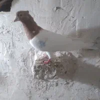 چهار تا طوقی
