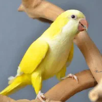 جوجه راهب