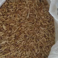 گندم،عدس