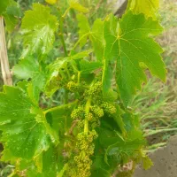 باغ-باغچه-سندتک-برگ-سرمایه-گذاری