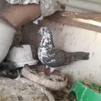 کبوتد ماده