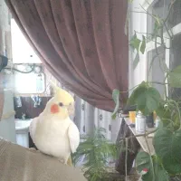 عروس هلندی ماده