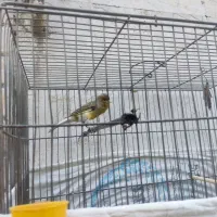 قناری نر بخون