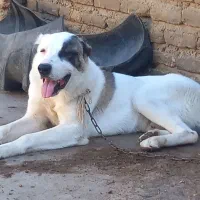 سگ ترکمن اصل نر