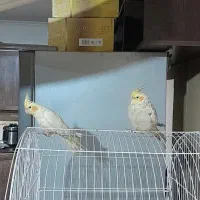 یک جفت عروس هلندی باهوش و سخن گو