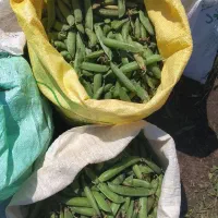 بذر نخود فرنگی پفکی