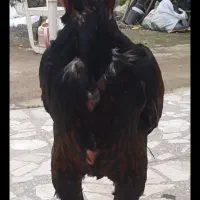 خروس لاری ۱۰ ماهه