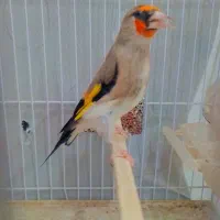 سهره