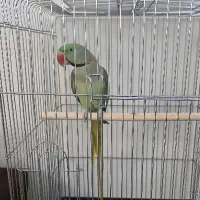 طوطی گمشده