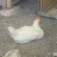 یک عدد جوجه رنگی