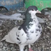 ماده یال سیاه گلدار