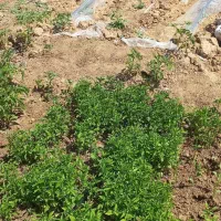 فروش پهته (نشاء گوجه بادمجان فلفل)