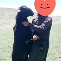 قوچ فروشی نژاد دار