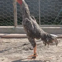 جوجه اوشامو کوکو