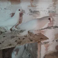 قرمز گوز