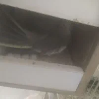 مرغ عشق